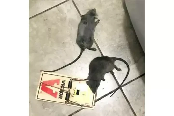 TIENE DERECHOS DE INQUILINO image 2