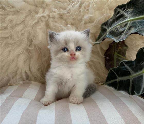 $260 : Pedigree Ragdoll Kittens image 2