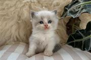 $260 : Pedigree Ragdoll Kittens thumbnail