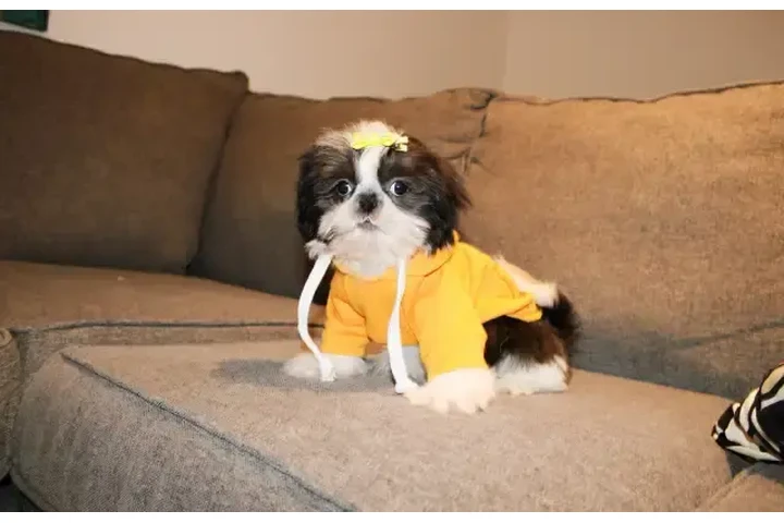 $1550 : TEDDY BEAR MALTESE X PUPS image 7