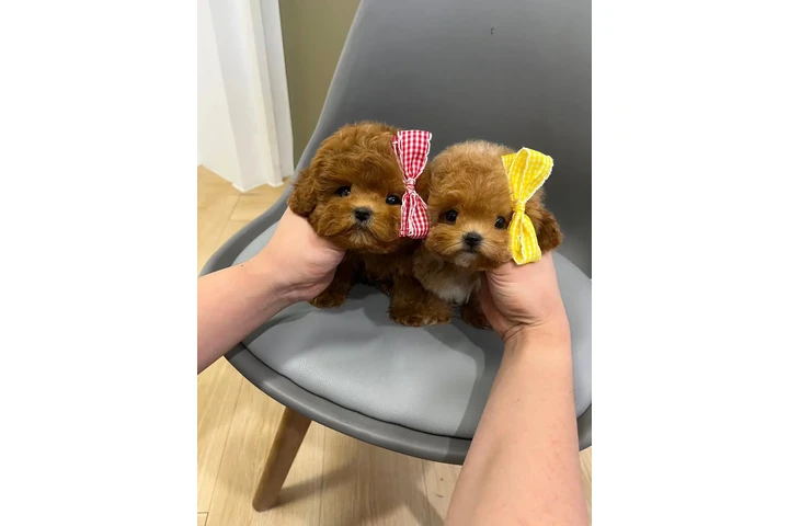 $400 : TOY POODLE PUPPIES image 1