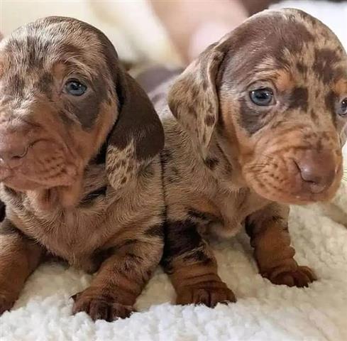 $600 : Miniature dachshund puppies image 1