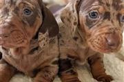 Miniature dachshund puppies en San Diego