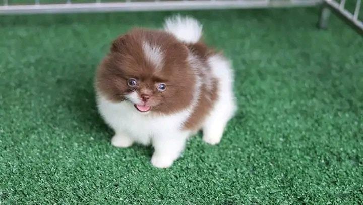 $550 : Registered Pomeranian puppies image 2