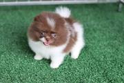 $550 : Registered Pomeranian puppies thumbnail