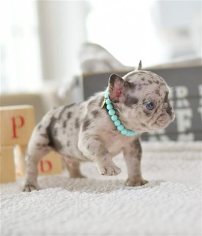 $550 : French bulldogs image 1