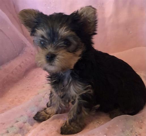 $350 : Cute yorkie puppies for sale image 1