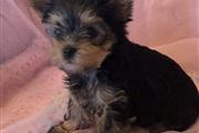 $350 : Cute yorkie puppies for sale thumbnail