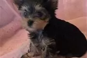 Cute yorkie puppies for sale en Virgin Islands