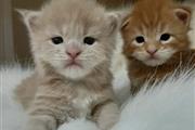 $400 : Maine coons for sale thumbnail