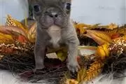 $600 : Lovely pug puppies for adoptio thumbnail