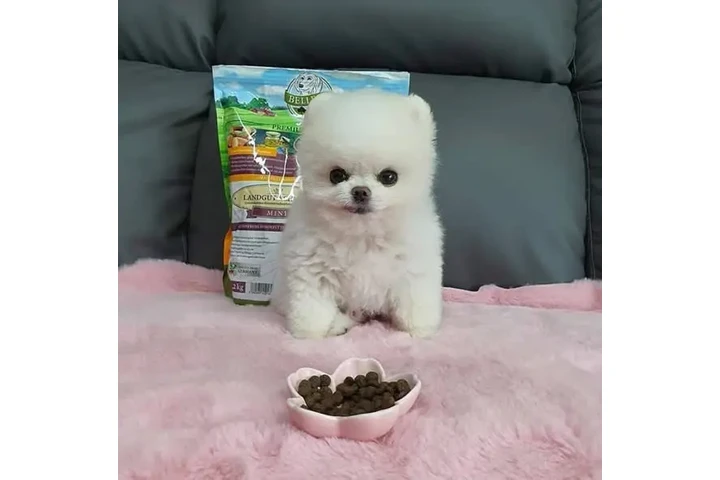 $350 : cachorros de Pomerania image 2