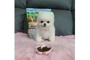 $350 : cachorros de Pomerania thumbnail