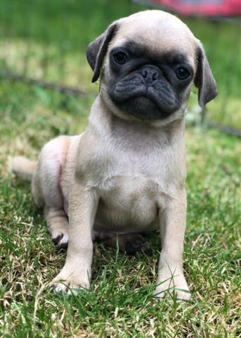 $400 : cute Pug puppies for adoption image 2