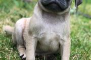 $400 : cute Pug puppies for adoption thumbnail