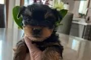 Yorkie AKC registrado