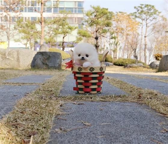 $350 : Pomeranian teacup puppies image 3