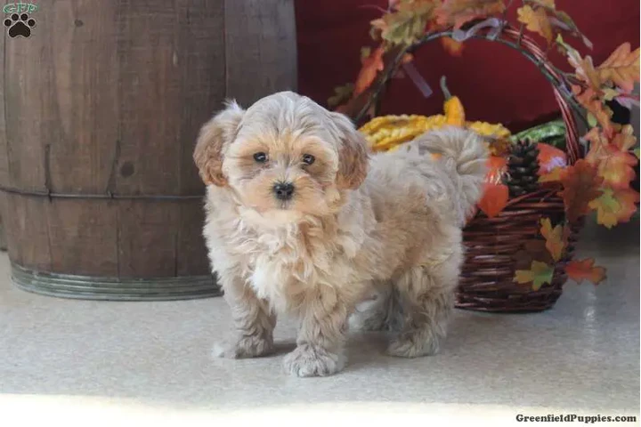 $300 : Puppies for adoption near me image 1