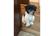 $800 : Shitzu thumbnail