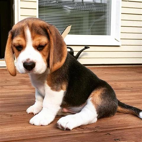 Cachorros Beagle lindos y enca image 1