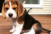Cachorros Beagle lindos y enca en Hartford