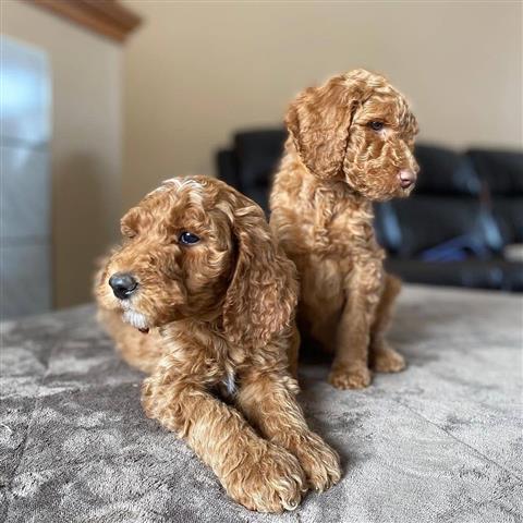 $500 : Amazing poodle puppies image 2