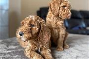 $500 : Amazing poodle puppies thumbnail