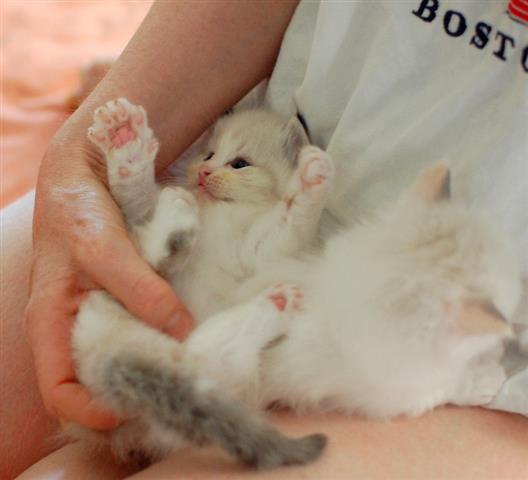 $350 : Finn ragdoll kitten image 1