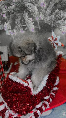 $1200 : Super small Pomeranian Grey image 2