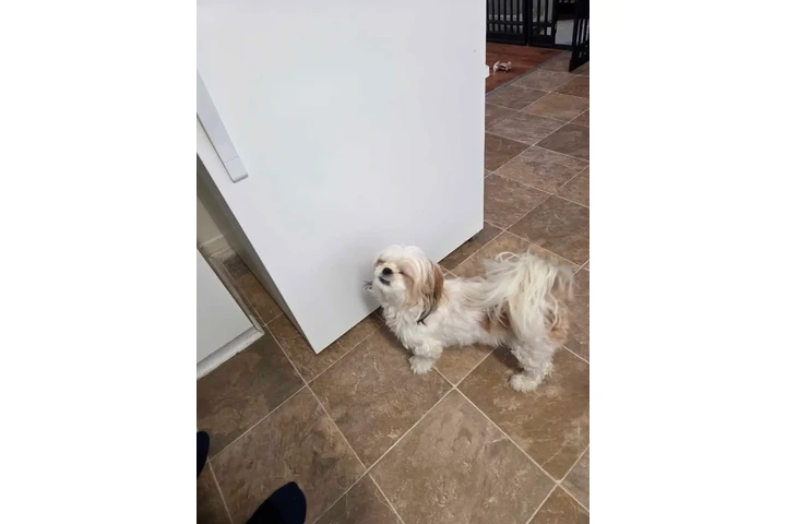 $1700 : Cava-tzu puppies 3 puppies lef image 4