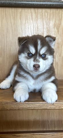 $400 : Siberian Husky Puppies image 3