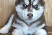 $400 : Siberian Husky Puppies thumbnail