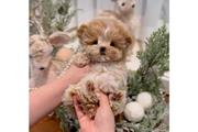 $500 : ADORABLES CACHORROS MALTIPOO thumbnail