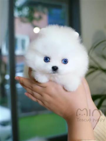 $250 : Pomeranian puppies for sale image 2