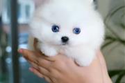 $250 : Pomeranian puppies for sale thumbnail