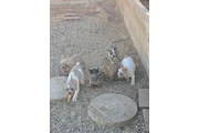 $3 : French bulldogs fluffy carrier thumbnail