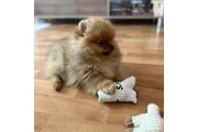 $450 : Teacup Pomeranian Available thumbnail