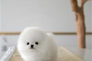 Pomeranian puppy for sale en Chicago
