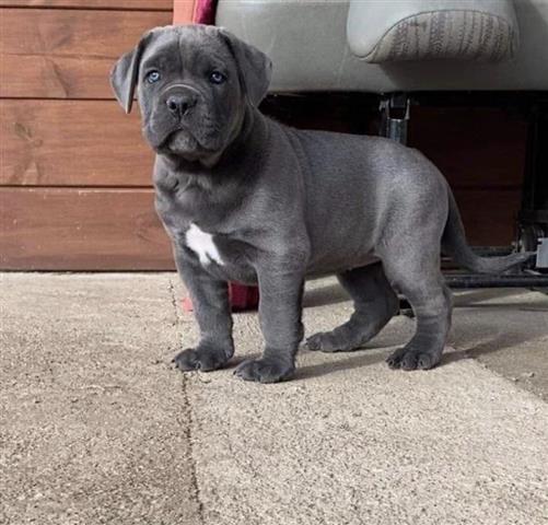 $300 : Adorable  cane corso puppy image 2