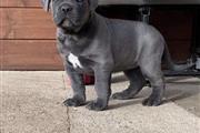 $300 : Adorable  cane corso puppy thumbnail