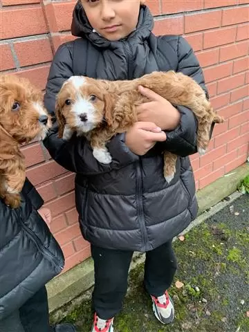 Family Cavapoos Puppies image 2