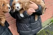 Family Cavapoos Puppies thumbnail