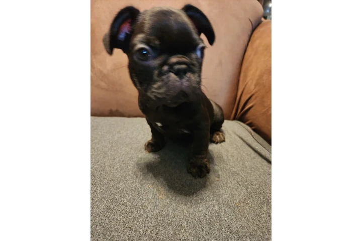 $1500 : French bulldog image 2