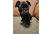 $1500 : French bulldog thumbnail