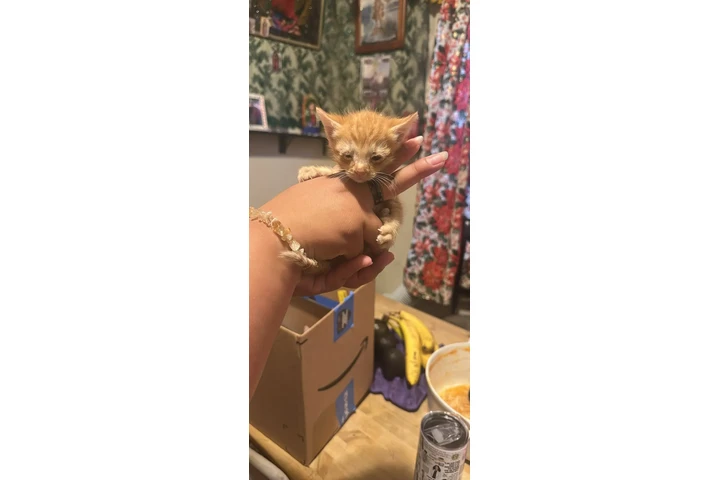 $10 : Gatitos image 2