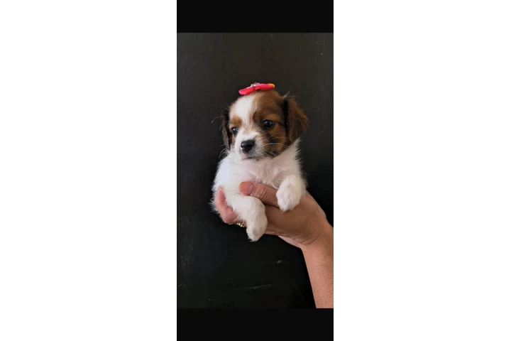 $400 : Hembra Shihtzu chihuahua image 3