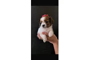 $400 : Hembra Shihtzu chihuahua thumbnail