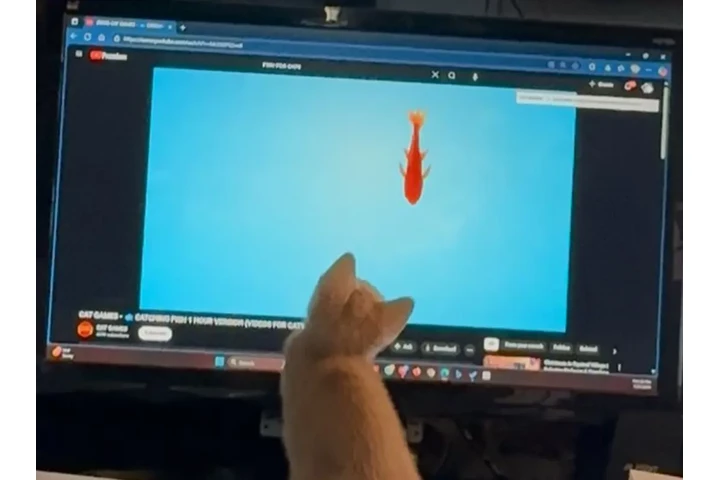 $1 : LINDO GATITO image 5
