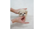 $250 : Maltese puppy thumbnail
