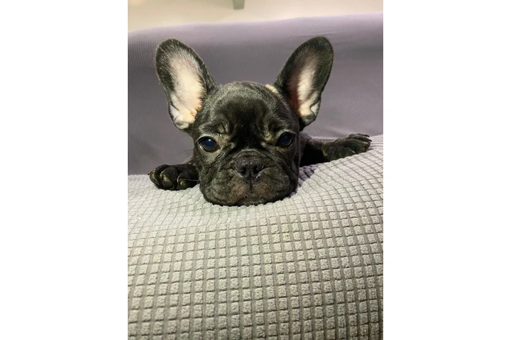 $600 : Hermosos french bulldogs puppy image 4